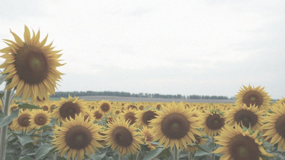 Jakie są terminy zbiorów słonecznika?
