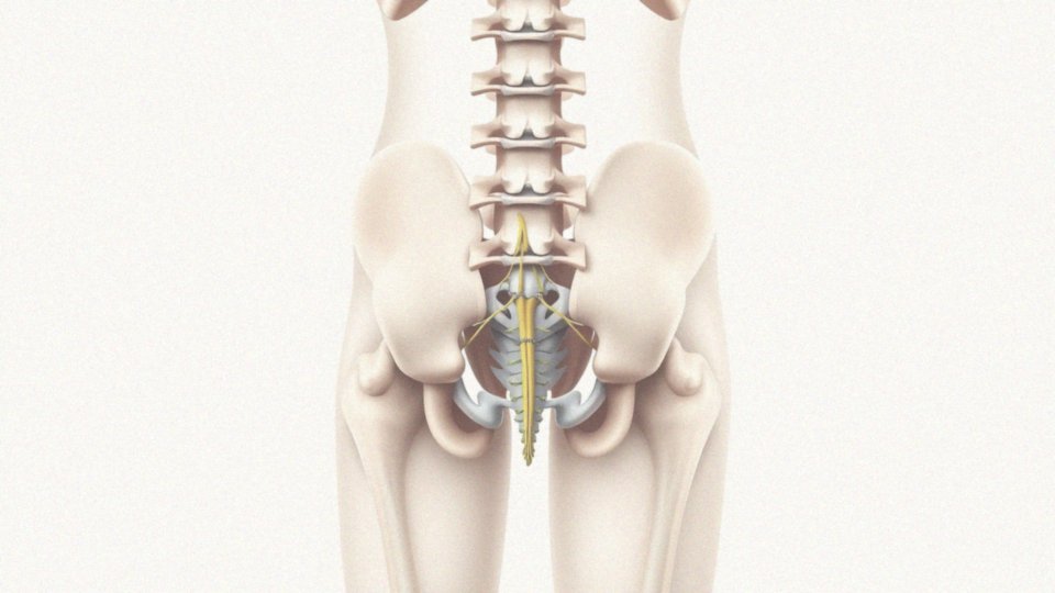 Jak wygląda anatomia nerwu kulszowego?